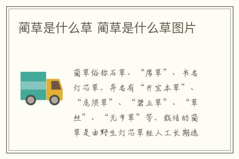 蔺草是什么草 蔺草是什么草图片