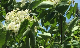 木油桐能种在阳台吗（桐油如何种植）