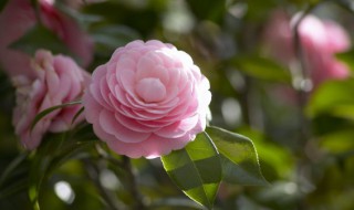 放在家里的花如何种好 什么样的花放在家里面最好