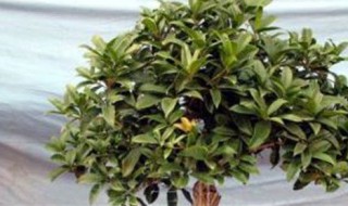 家里阳台能种桂花树吗（家里阳台可以种桂花树吗）