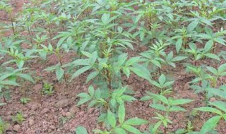 花椒树怎么种（花椒种植技术）