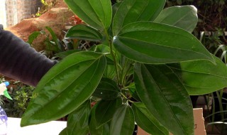 平安树室内种植方法（平安树室内种植方法图解）