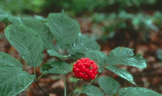 人参籽怎么种植方法（人参籽怎么种植方法图片）