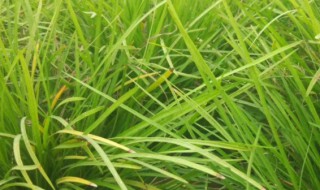 麦冬种植方法 阔叶麦冬种植方法