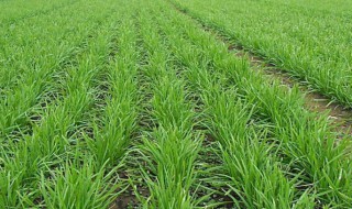 韭菜的种植时间和方法 韭菜用什么肥料长得又肥又壮