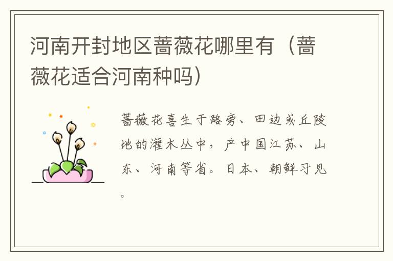 河南开封地区蔷薇花哪里有（蔷薇花适合河南种吗）