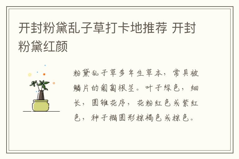 开封粉黛乱子草打卡地推荐 开封粉黛红颜