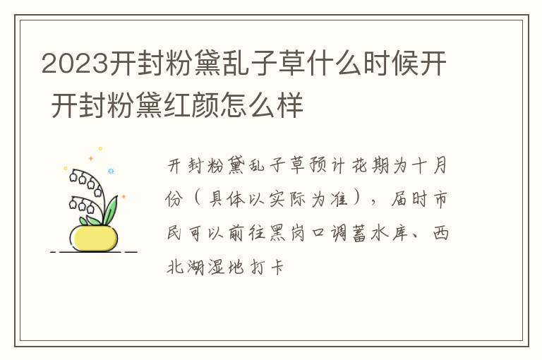 2023开封粉黛乱子草什么时候开 开封粉黛红颜怎么样