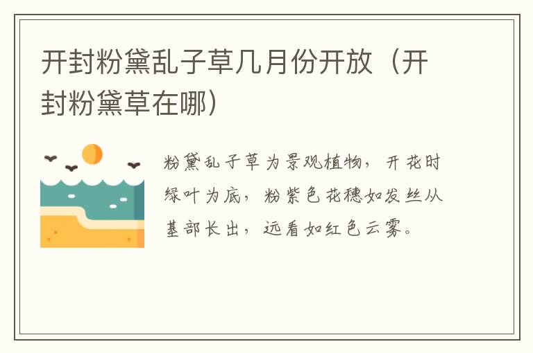 开封粉黛乱子草几月份开放（开封粉黛草在哪）