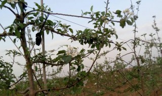 果树花芽早春防冻方法（果树花芽早春防冻方法图片）