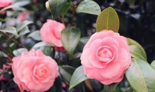 在北方如何养茶花才能养得好（北方养茶花怎么养才能开花）