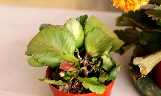 长寿花如何进行修剪避免腐烂 长寿花怎样修剪