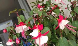 灯笼花怎么修剪 灯笼花怎么修剪更好看