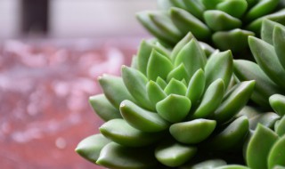 多肉植物英语怎么说（植物多肉的英语怎么说）