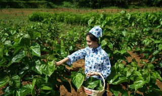 采桑是什么季节 除草是什么季节做的
