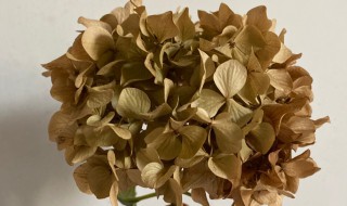 绣球怎么做干花不变色（绣球怎么做干花不变色呢）