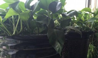 矿泉水可以直接浇花吗 矿泉水可以用来浇花吗