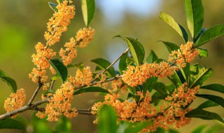 桂花树结果预兆什么 桂花树结果预兆什么意思