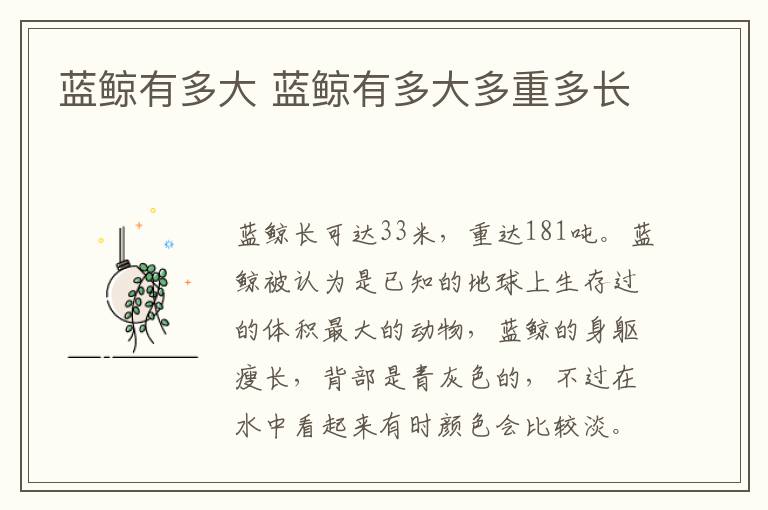 蓝鲸有多大 蓝鲸有多大多重多长