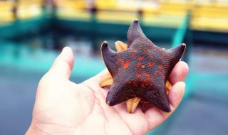 活海星的正确养殖方法（活海星的正确养殖方法是什么）