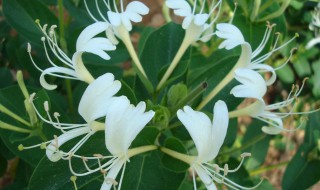 金银花春天什么时候浇水（金银花春天什么时候浇水好）