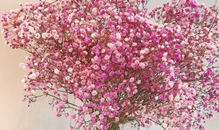 满天星开花后会死吗 满天星开花之后怎么处理