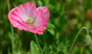虞美人花冬天能冻死吗（虞美人花冬天会死吗）