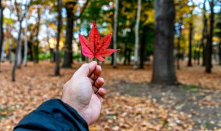 秋风尽怎么解释 秋风吹尽