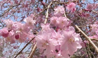 樱花是日本的国花吗（樱花属于中国还是日本）