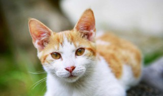 梦到猫生了一窝小猫 梦到猫生了一窝小猫是什么征兆
