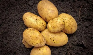 土豆的沙土保存方法（土豆用沙子如何保存?）