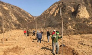 荒山栽树保湿保成活的方法 荒山植树保成活的方法