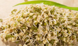 绿豆芽用什么方法不生根 绿豆芽怎样生不长根