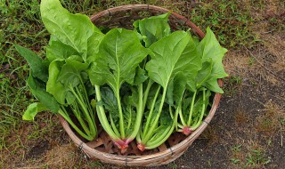 菠菜如何焯水（菠菜如何焯水不变色）