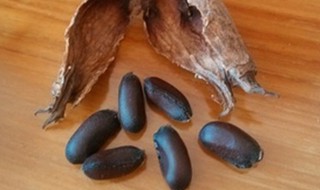 腊梅种子怎么种植 腊梅种子怎么种植方法