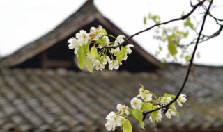 清明节我们该做什么 清明节我们该做什么英语