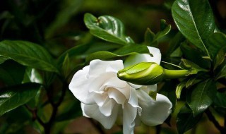 栀子花怎么才能养好（栀子花要怎么样养）