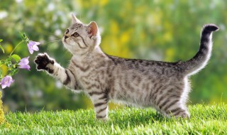 猫咪走丢了如何找回来 专业找猫团队大概多少钱