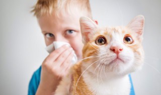 猫的一生有几个阶段 猫的一生有几个阶段图片