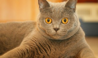 美国短毛猫的特点 美国短毛猫的特点、特殊功能