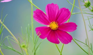格桑花养护技巧格桑花语言（格桑花栽培技术）