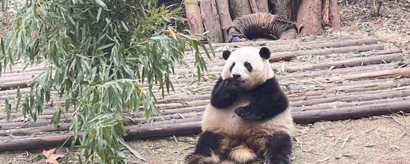 花花被游客喊胖子愣了1秒钟 大家纷纷为花花感到不平