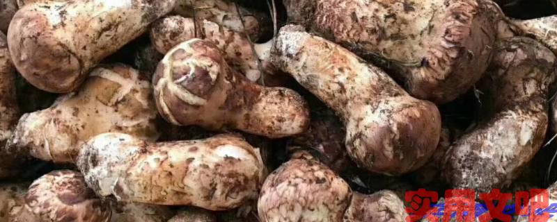 顶级野生菌介绍