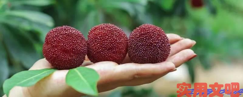 夏天必备的5种水果有哪些