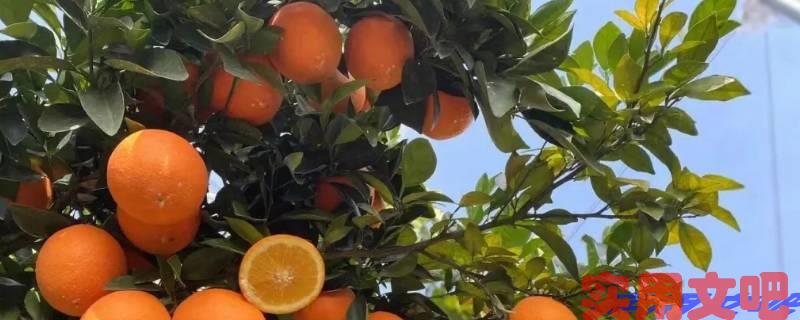 江西赣州最出名的特产有哪些