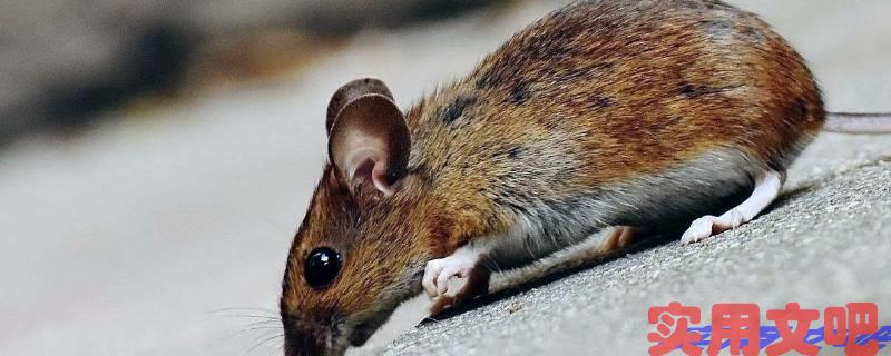 米中有特打一生肖