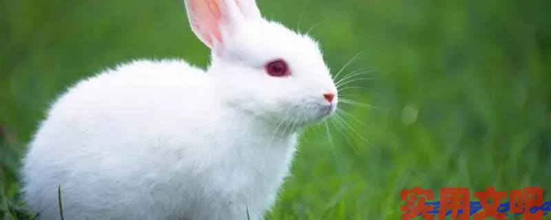 重来三重四样猜生肖