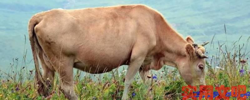 小德出入打一正确生肖