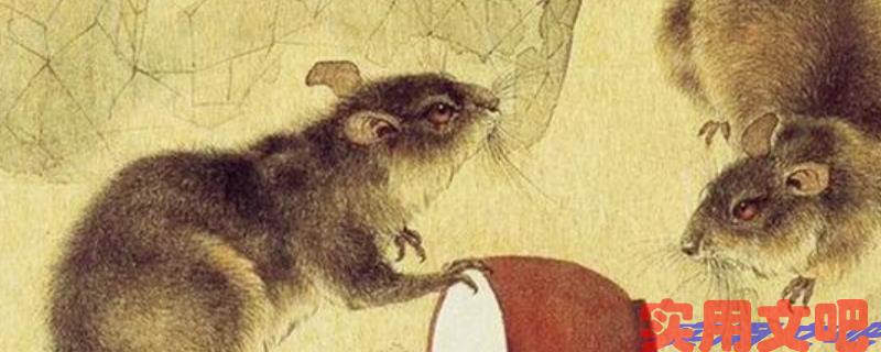 诜字打一生肖