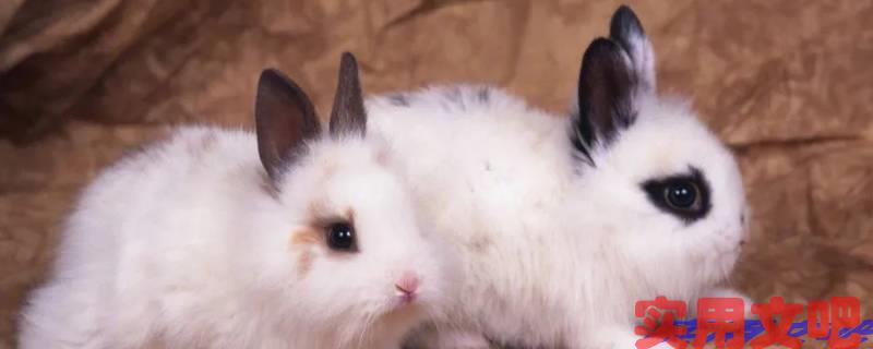 解除束缚偷闲躲静打一生肖
